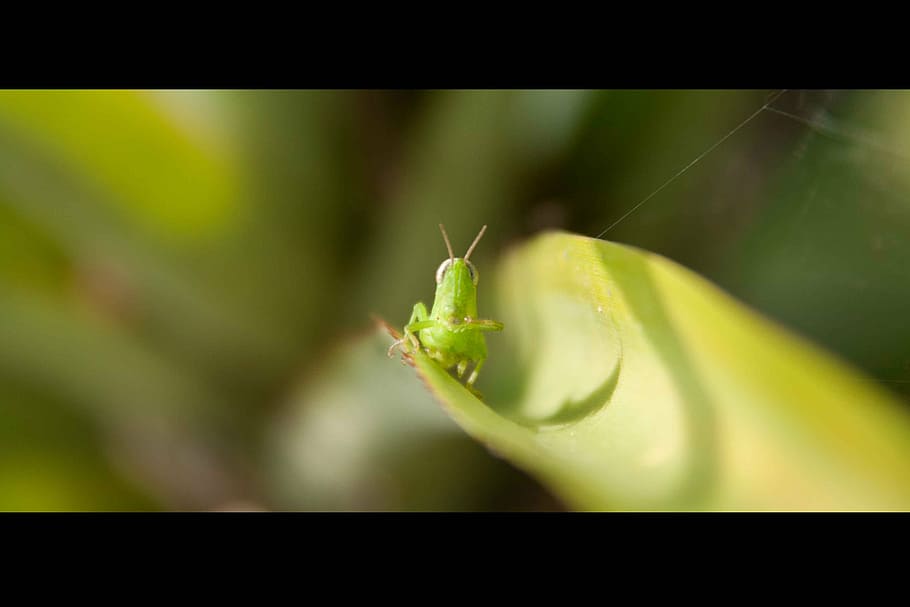 grasshopper, nature, insect, closeup, micro, macro, bug, antenna, HD wallpaper