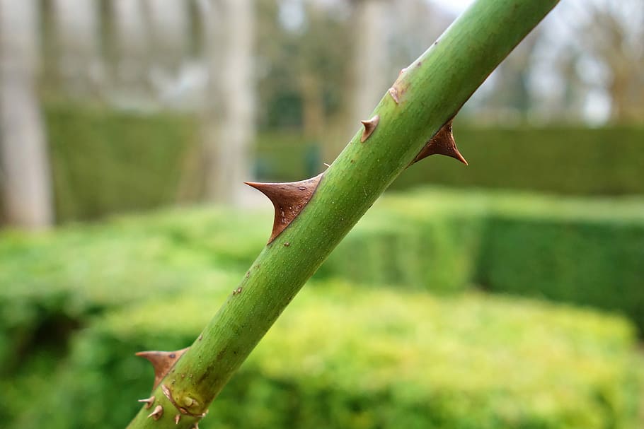 thorn, sharp, prickle, stem, rose stem, plant, green, garden HD wallpaper