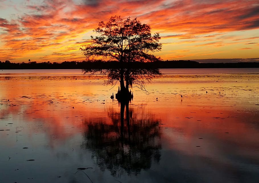 sunset, water, dawn, tree, nature, reflection, sky, orange color HD wallpaper