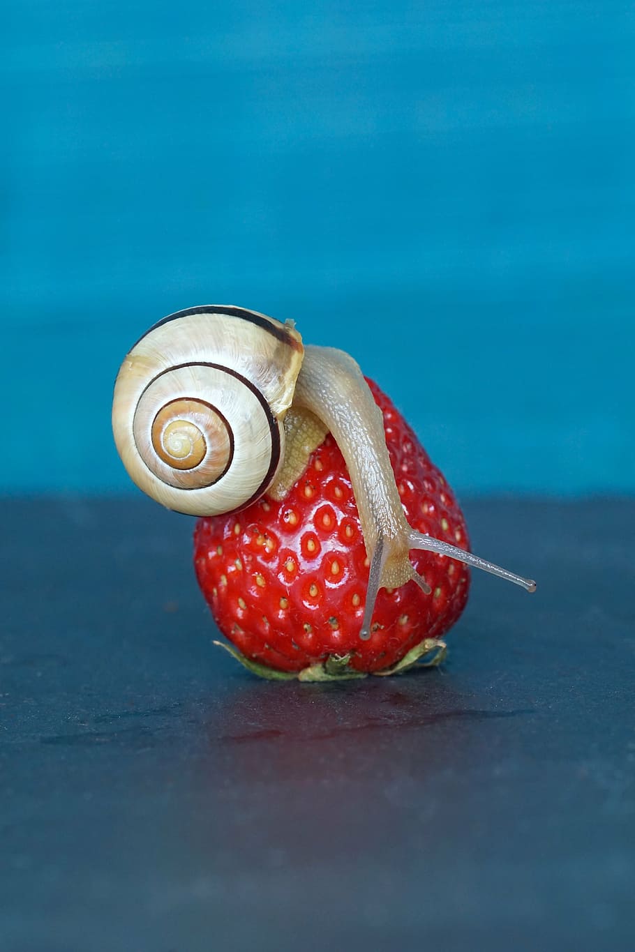 snail on strawberry fruit, shell, probe, mollusk, slowly, reptile, HD wallpaper