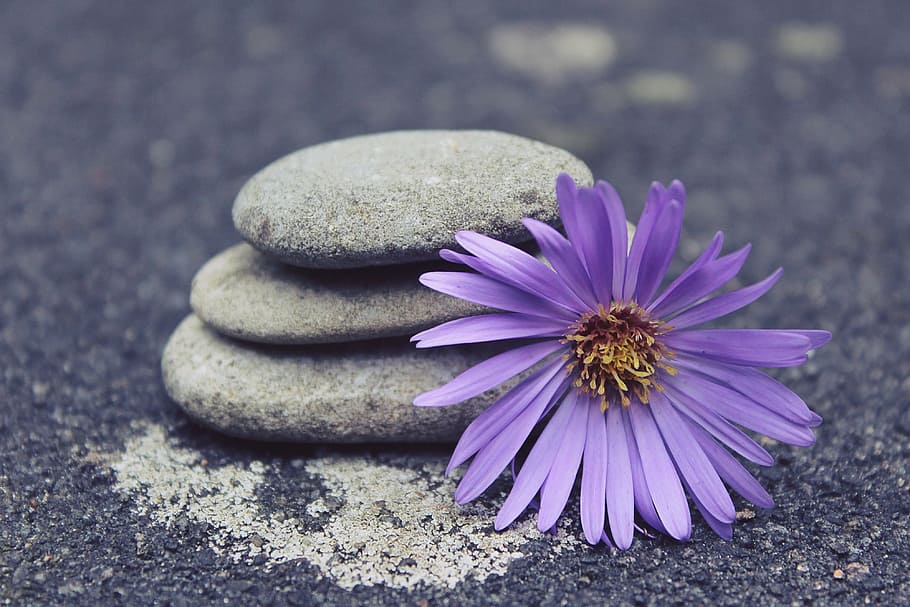 grey stacked stone and purple cluster petal flower, stones, decorative stones, HD wallpaper