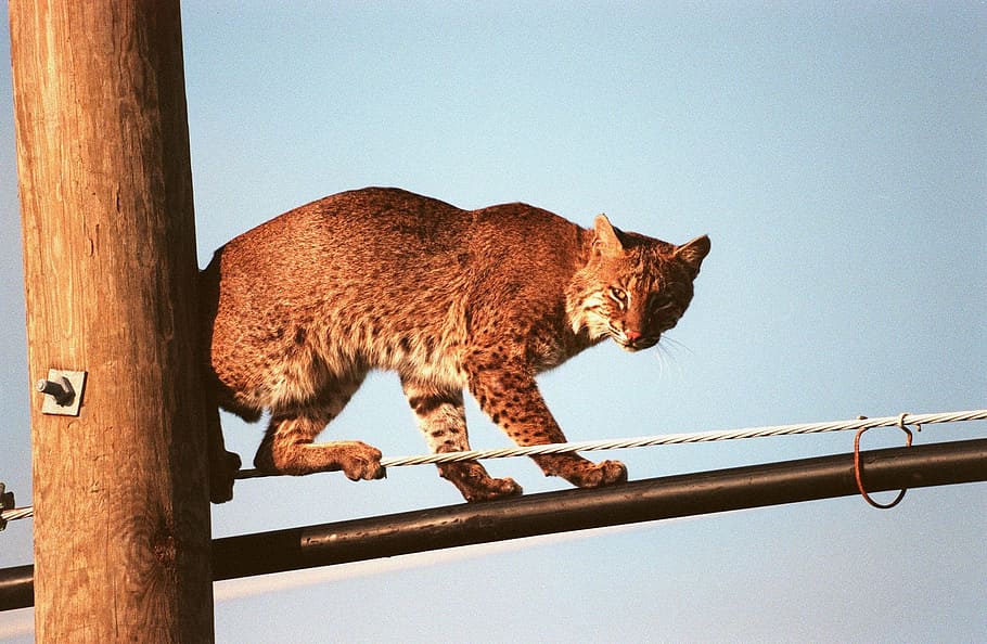 bobcat, wires, looking, big cat, wildlife, nature, predator HD wallpaper