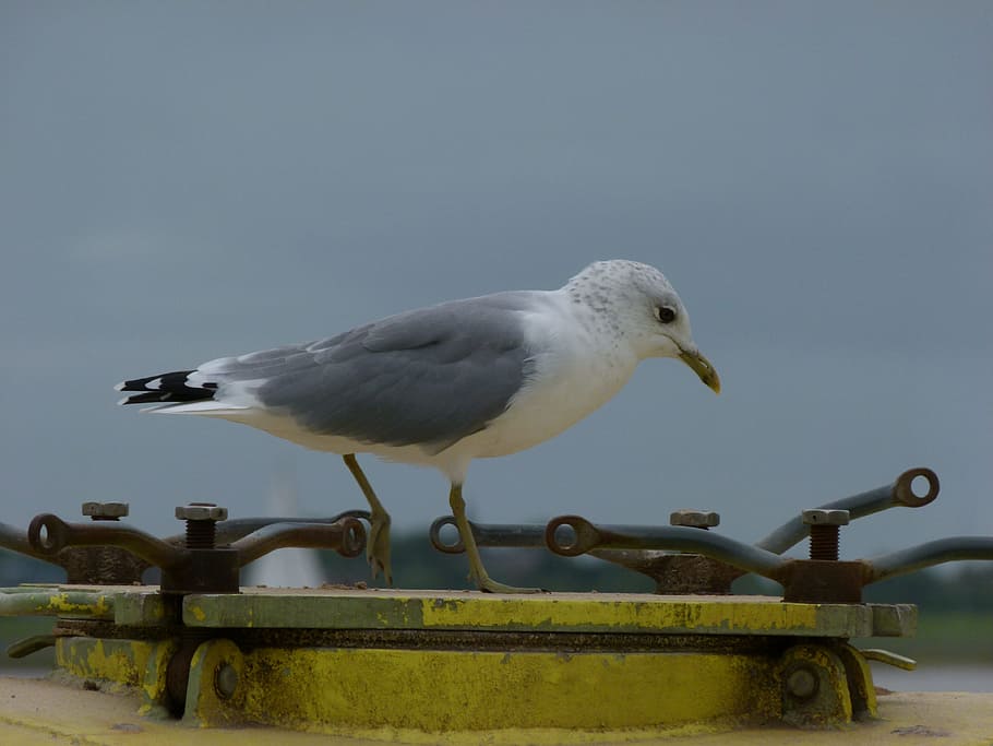 gull, bird, sea, birds, water bird, seagull, vertebrate, animal wildlife HD wallpaper