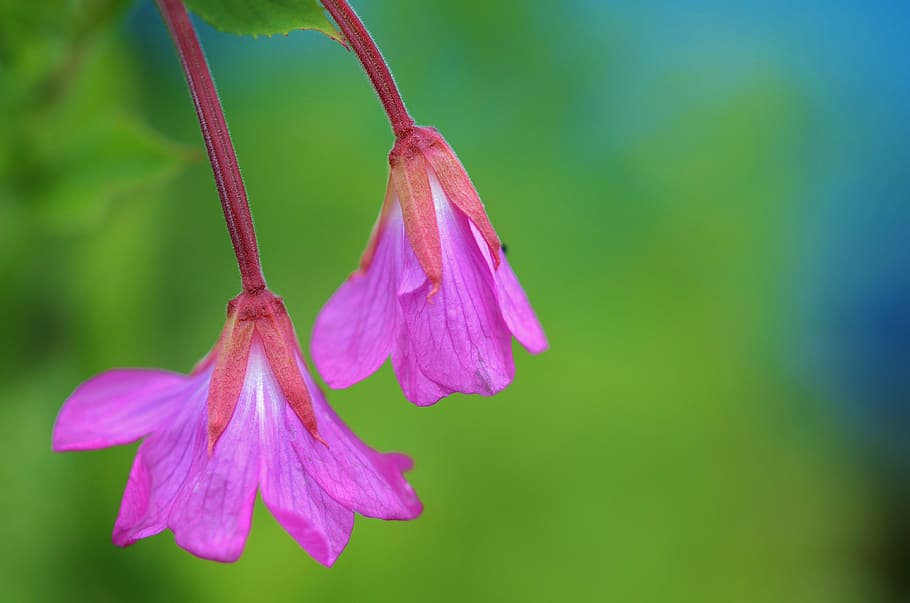 purple petaled flowers in closeup photography, nature, spring HD wallpaper