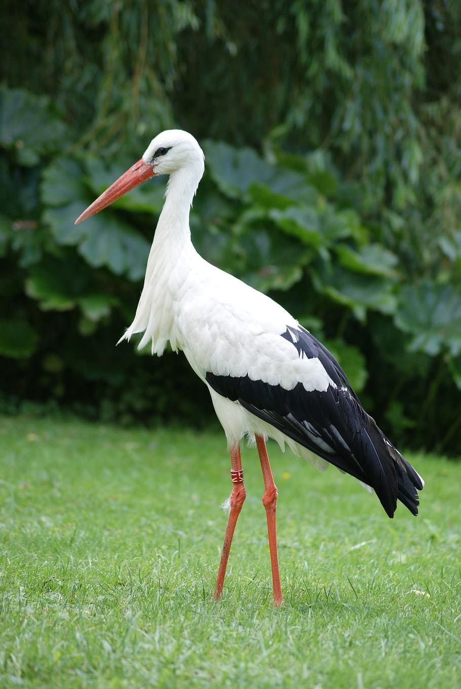 stork, bird, animals, beak, nature, feathers, wings, animal wildlife HD wallpaper