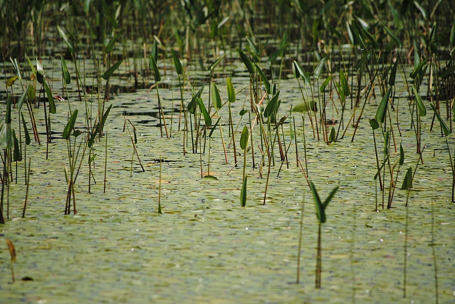 Swamp, Marsh, Flora, Pond, Wetland, Bog, habitat, green, water HD wallpaper