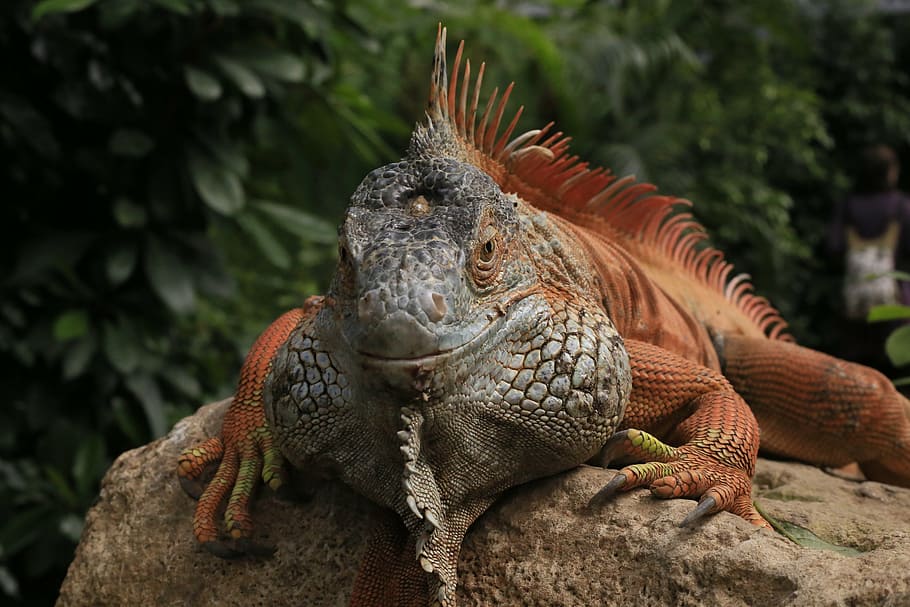 HD wallpaper: closeup photo of brown bearded dragon, iguana, animal