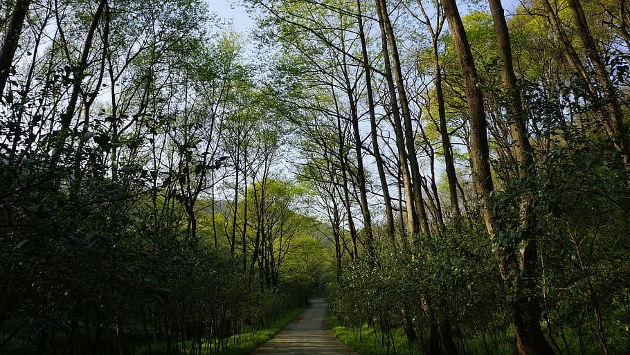 forest, natural, green plants, nature, tree, outdoors, footpath HD wallpaper