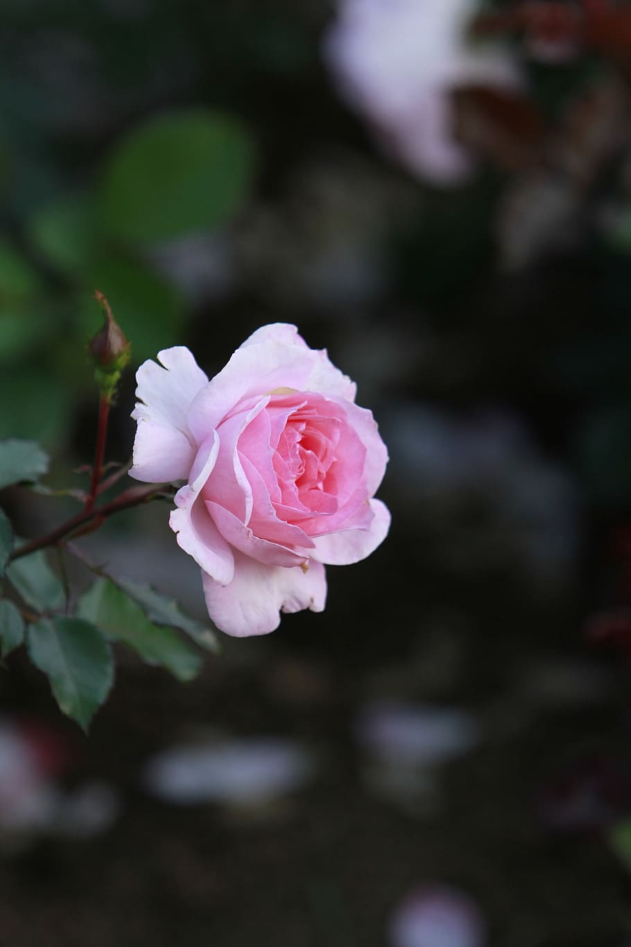 rose, flowers, flowering plant, beauty in nature, inflorescence HD wallpaper