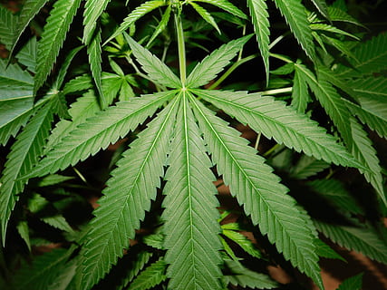 leaf-green-marijuana-leaves-nature-plant-thumbnail.jpg