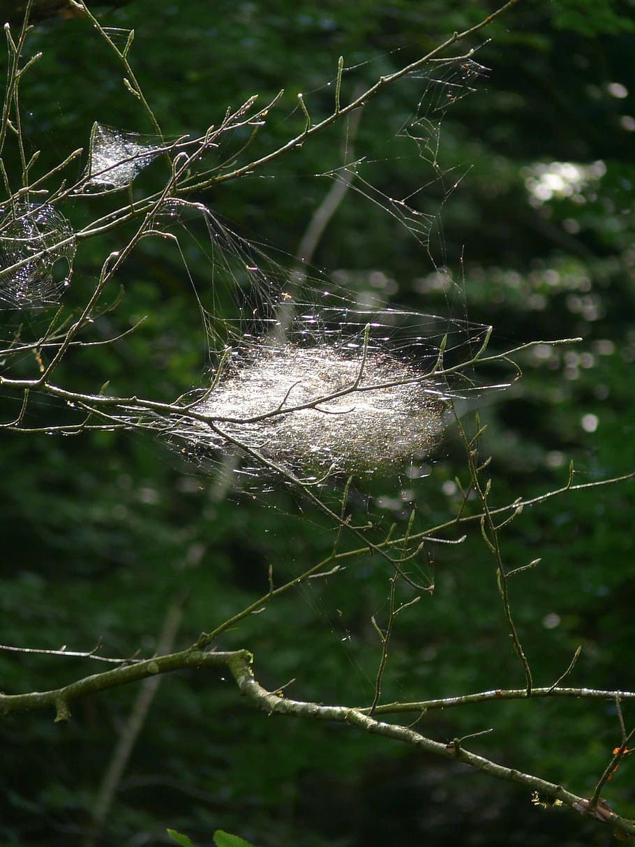 nature, spider webs, forest, trees, plant, fragility, focus on foreground HD wallpaper