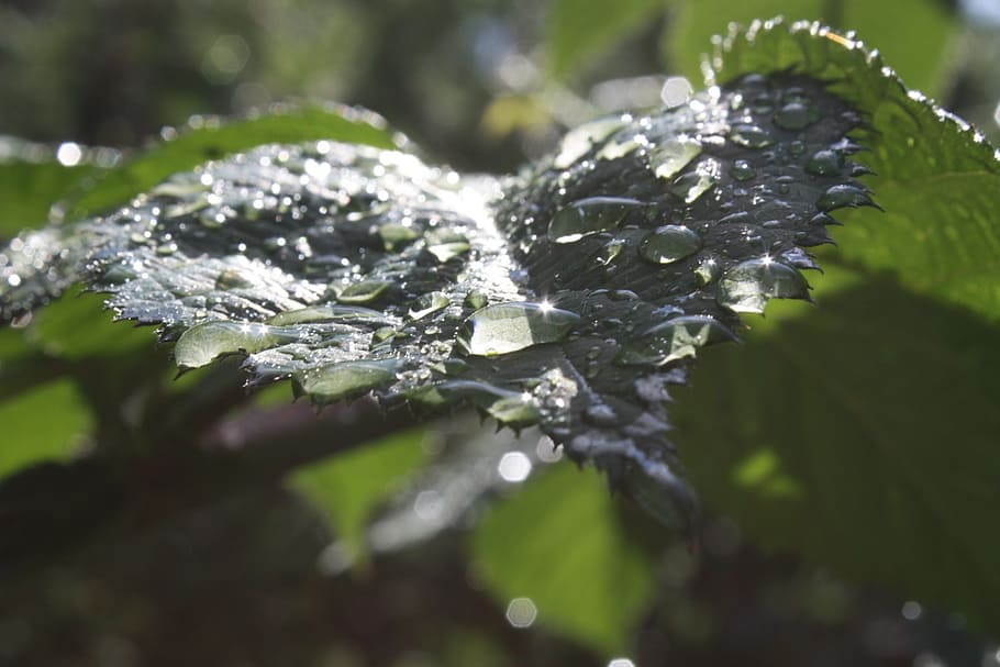 rosa, drops, light, leaf, transparent, green, plant part, close-up HD wallpaper