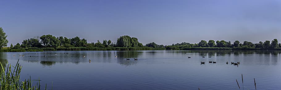 Lake, Ducks, Nature, Trees, Sky, water bird, altmuehlsee, reflection HD wallpaper