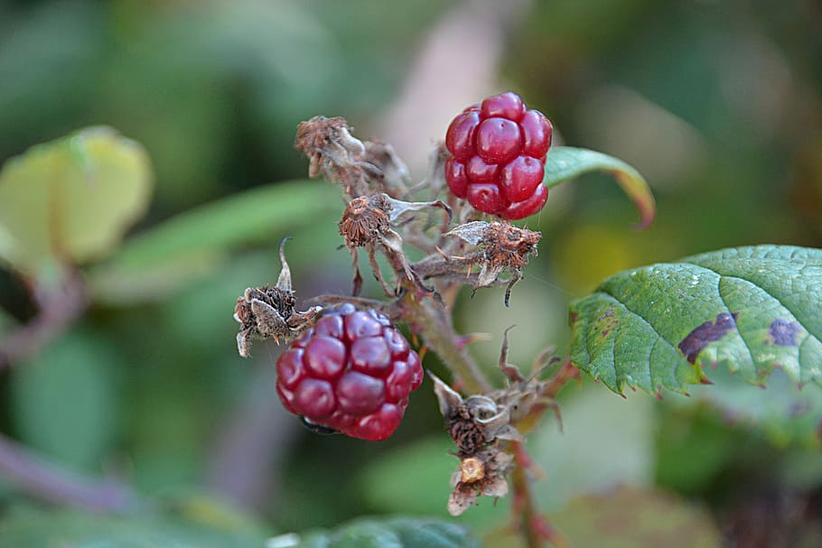 Blackberries, Fruit, Plants, Collection, red fruits, nature HD wallpaper