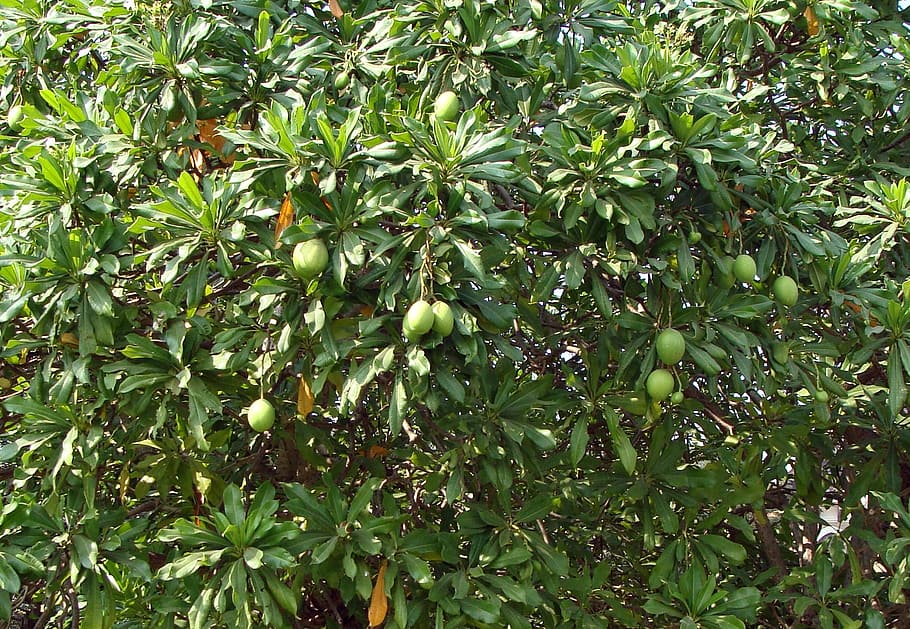 sea mango, madagascar ordeal bean, odollam tree, pink-eyed cerbera, HD wallpaper
