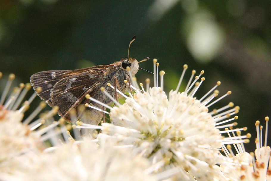 bug, moth, insect, animal themes, one animal, flower, animal wildlife HD wallpaper