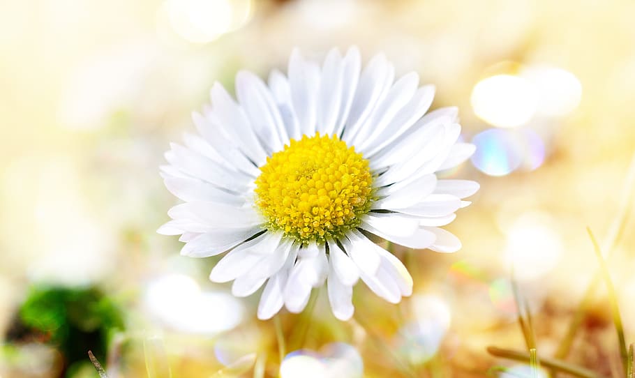 white daisy blooming at daytime, flower, blossom, nature, bokeh HD wallpaper