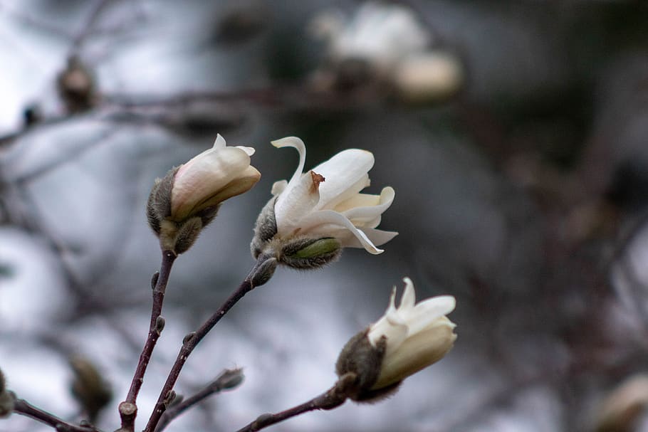 spring, buds, white, plant, flower, flowering plant, fragility HD wallpaper