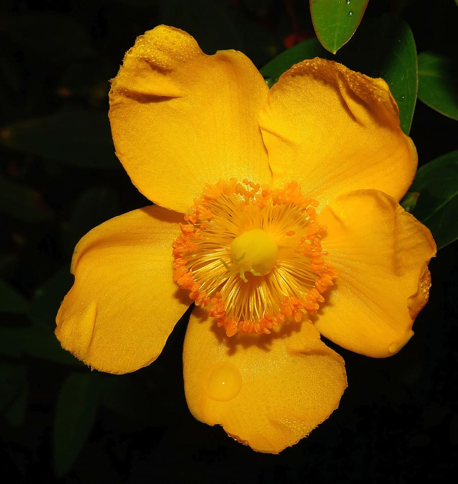 poppy, eschscholzia californica, gold poppy, yellow, bright, HD wallpaper