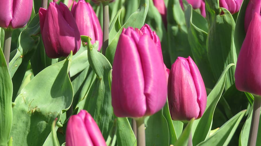 tulip, nature, flora, easter, flower, freshness, flowering plant HD wallpaper