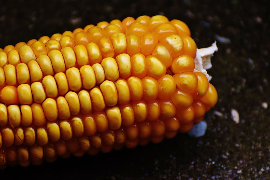 corn, corn on the cob, corn kernels, vegetables, food, nature HD wallpaper