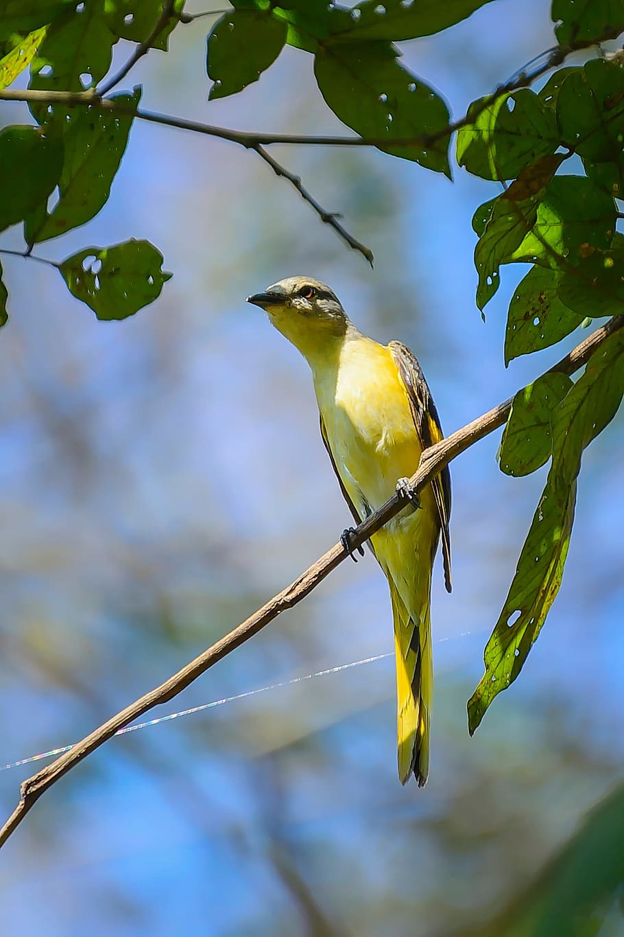 birds, eye, yellow, animals in the wild, vertebrate, animal themes HD wallpaper