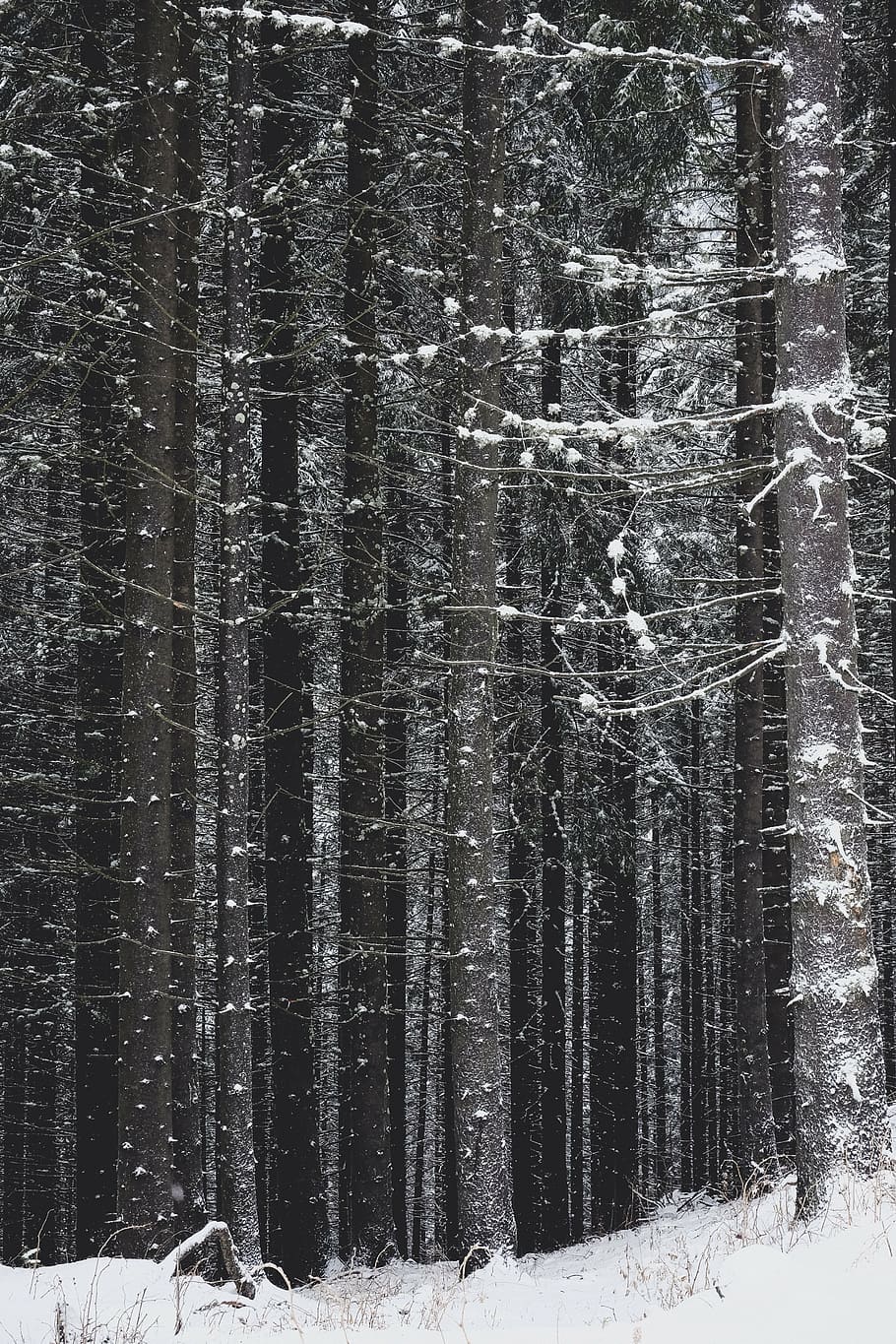 snow covered bare trees, winter, white, cold, weather, ice HD wallpaper