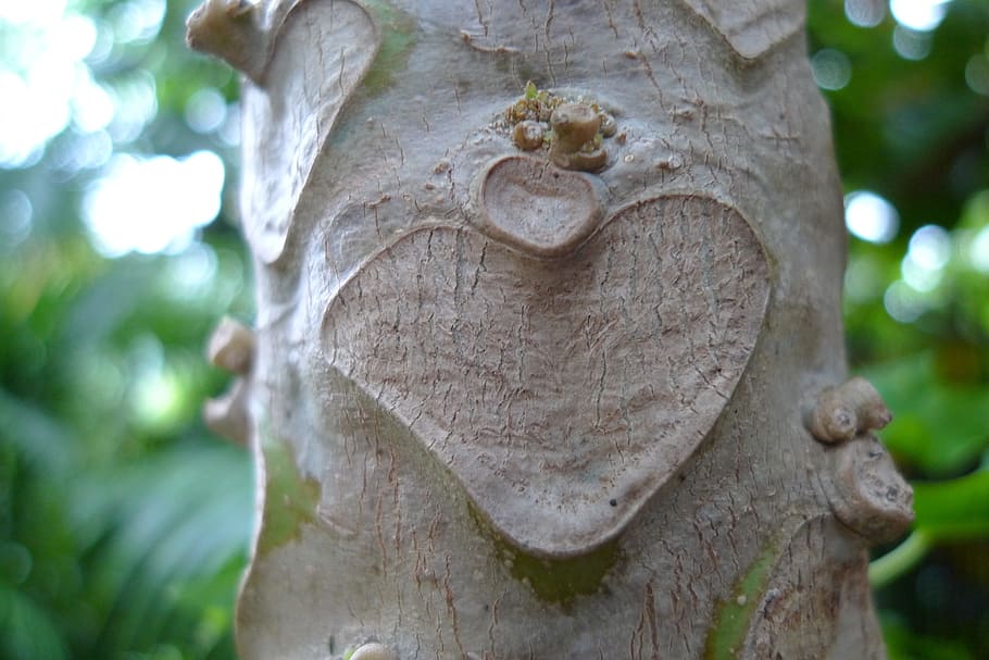 heart, bark, love, tree, heart tree, creative, close-up, tree trunk HD wallpaper