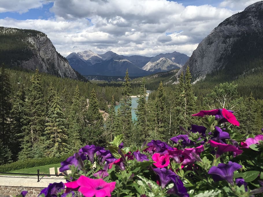 Mountain, Flowers, Nature, Summer, landscape, canada, banff HD wallpaper