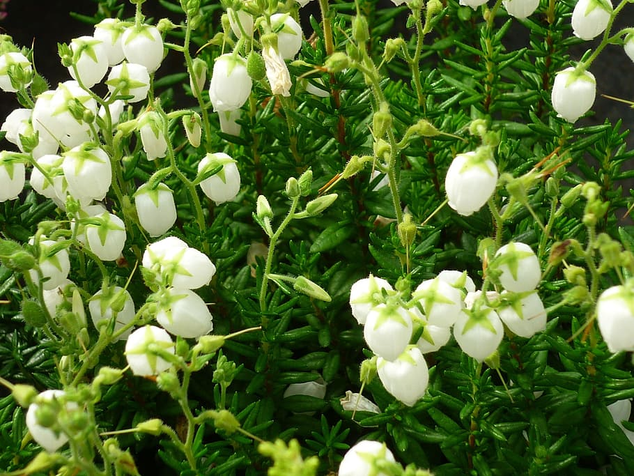 buds-heath, erika, white, small, flowers, buds in the shape of HD wallpaper