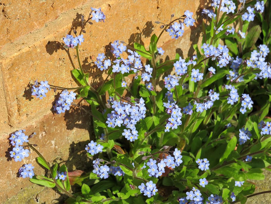 blue, flowers, forget-me-not, spring, flowering plant, vulnerability HD wallpaper
