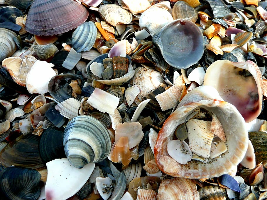 mussels, shard, beach, sea, seafood, animal Shell, nature, seashell HD wallpaper
