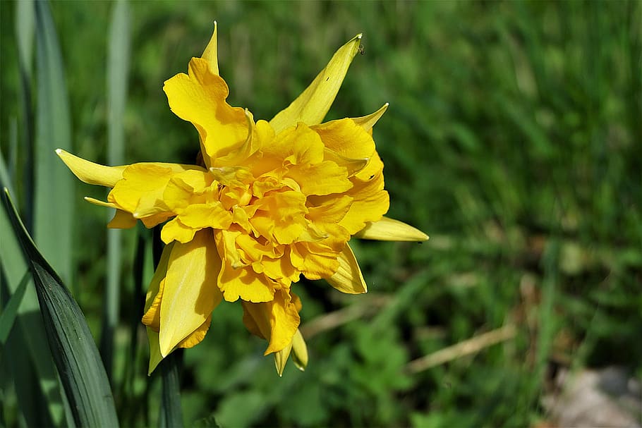yellow daylily closeup photography, snowflake, spring, yellow flower HD wallpaper