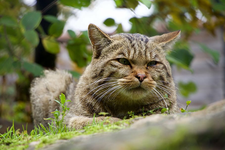 nature, animals, wildcat, domestic Cat, pets, outdoors, cute HD wallpaper