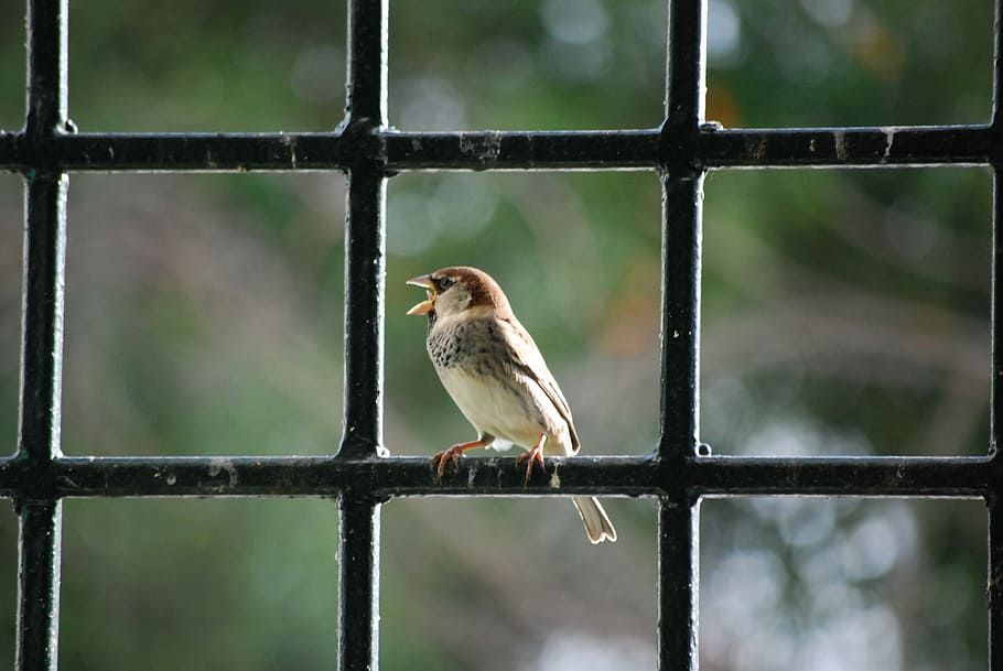 Bird, Beak, Majestic, one animal, animal themes, animal wildlife HD wallpaper