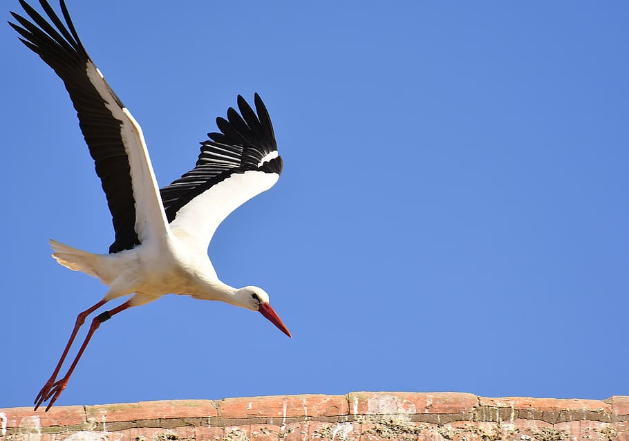 stork, bird, fly, plumage, nature, animal world, wing, monkey mountain salem HD wallpaper
