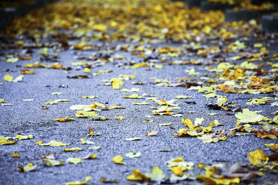 leaves, autumn, yellow, fall, road, trail, nature, foliage HD wallpaper