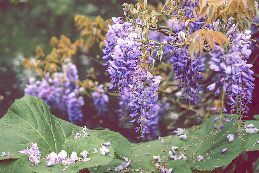lavender flowers, selective focus photography of lavender, wisteria