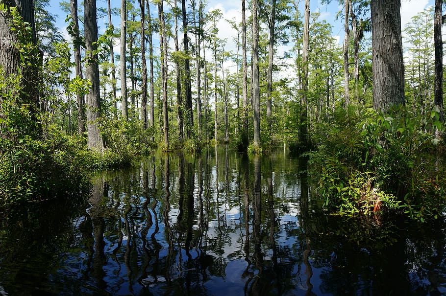 Swamp, Trees, Lily, Pads, Wildlife, wilderness, outdoors, lake HD wallpaper