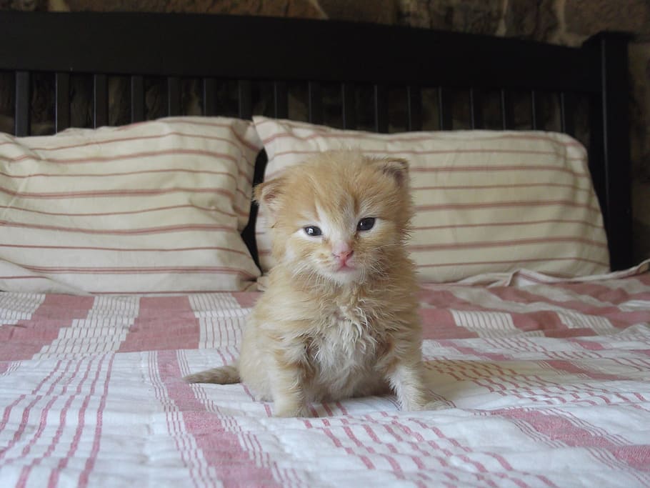 Kitten, Cute, Cat, Pet, Bed, red fur, domestic Cat, pets, animal HD wallpaper