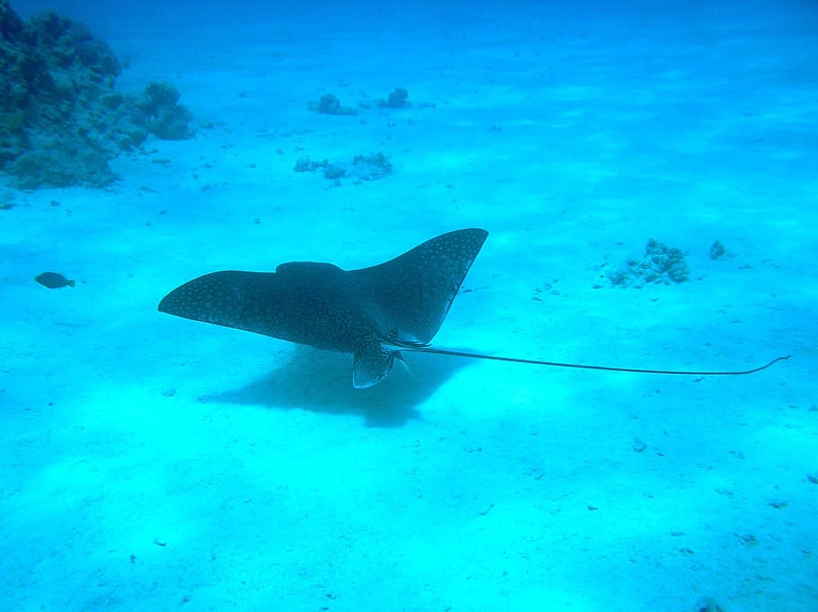 black manta ray on body of water, Underwater, Ocean, fish, sea, HD wallpaper