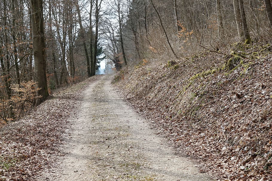 forest, spring, away, tuttlingen, möhringen, germany, nature HD wallpaper