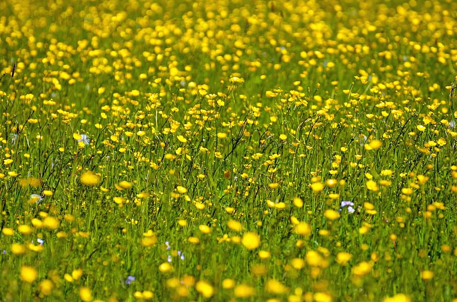 flower, yellow, summer, spring, gardening, macro, object, background HD wallpaper