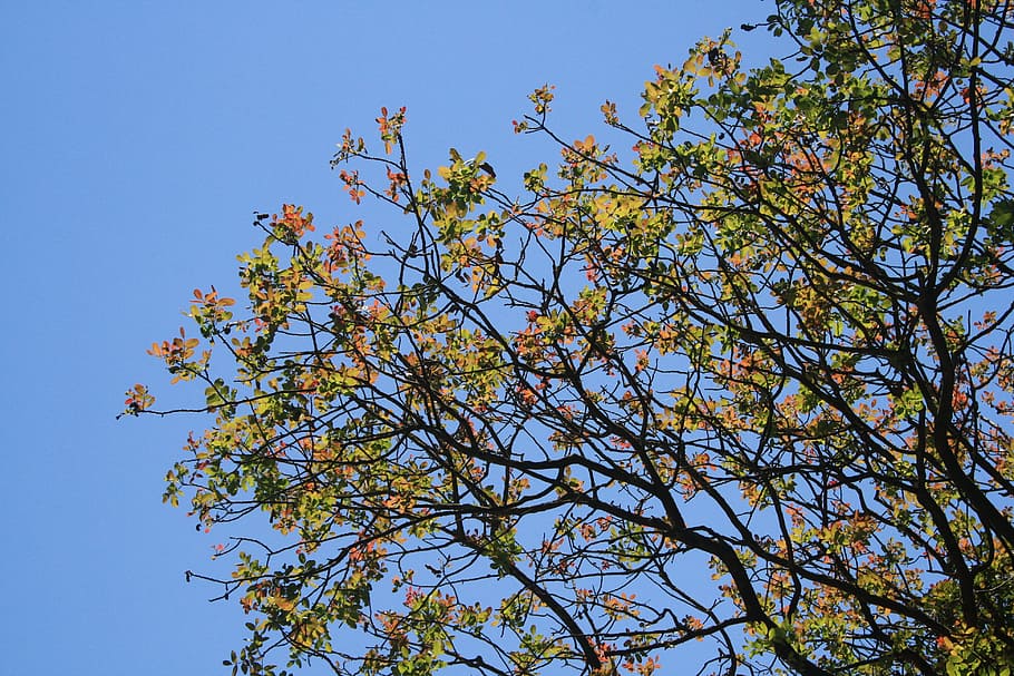 tree, foliage, leaves, multicolor, light, summer, nature, plant HD wallpaper