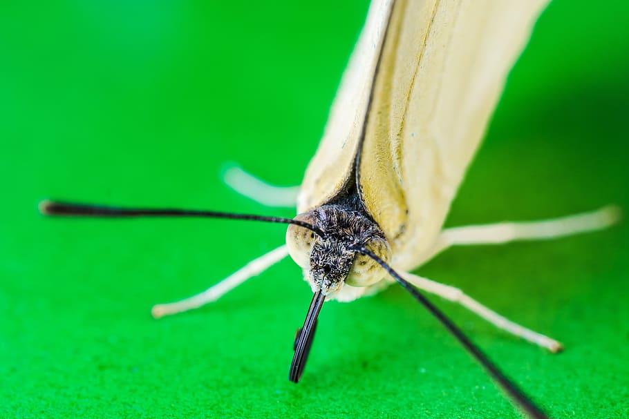 butterfly, insect, nature, animal, butterfly - Insect, wildlife HD wallpaper