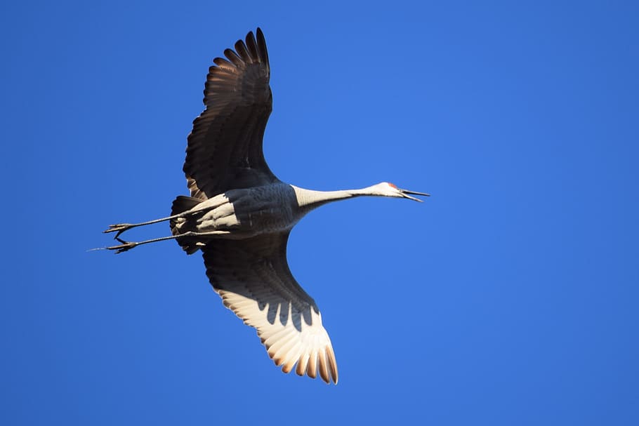 sandhill, crane, flying, bird, beak, squawk, feather, legs HD wallpaper