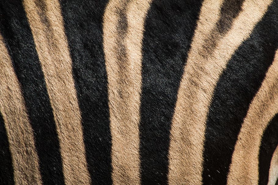 black and brown tiger-print fleece rug, white and black stripe cloth