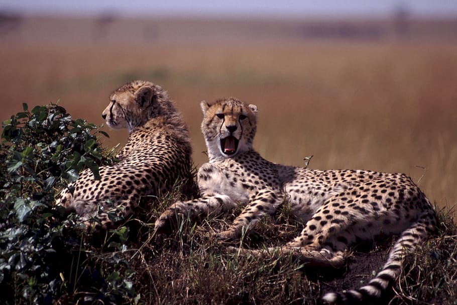 cheetah lying on grass, young cheetah, pair, resting, ground HD wallpaper