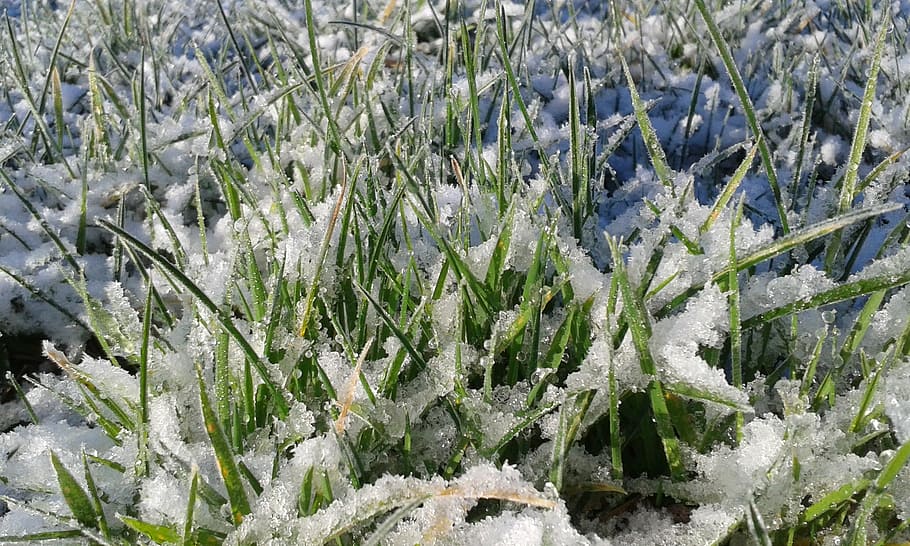 grass, snow, green, white, nature, garden, green grass, frost HD wallpaper