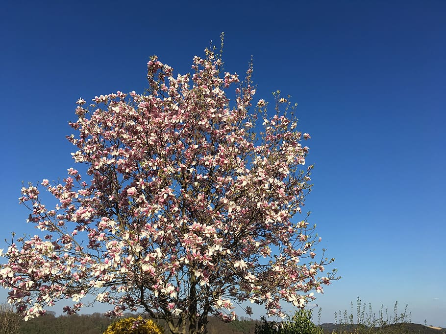 magnolia, tree, spring, pink, nature, blossom, bloom, frühlingsblüher HD wallpaper